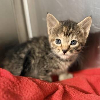 Clawdeen Wolf -  Domestic Short Hair Cat for Adoption in Palm Springs, California - Clawdeen Wolf | PetCurious