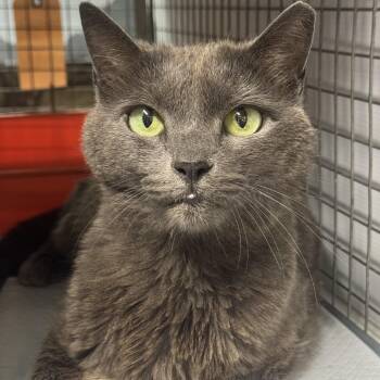 Chamomile N. -- everyone deserves dignity -  Domestic Medium Hair Cat for Adoption in New York, New York - Chamomile N. -- Everyone Deserves Dignity | PetCurious