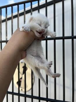 Domestic Short Hair Cats Available for Adoption in Houston, Texas - A653379 | PetCurious