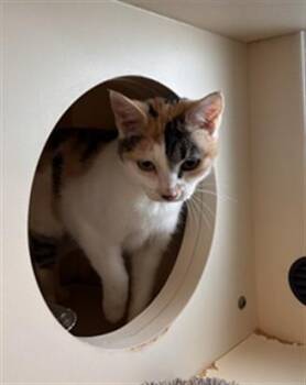 Domestic Short Hair Cats Available for Adoption in Louisville, Kentucky - WILLA | PetCurious