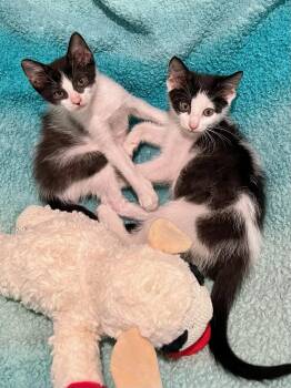 Panda & Pirate BONDED -  Domestic Short Hair Cat for Adoption in Boca Raton, Florida - Panda & Pirate BONDED | PetCurious