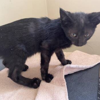 Tinky -  Domestic Medium Hair Cat for Adoption in Pasadena, California - Tinky | PetCurious
