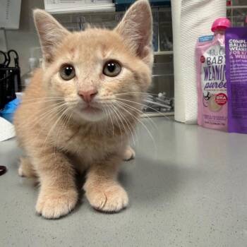 Domestic Short Hair Cats Available for Adoption in Englewood, Florida - Buffy | PetCurious