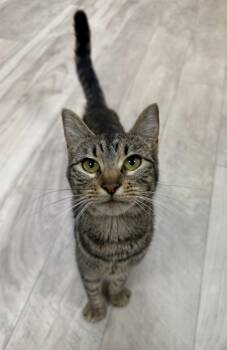 Wemby -  Domestic Short Hair Cat for Adoption in College Station, Texas - Wemby | PetCurious
