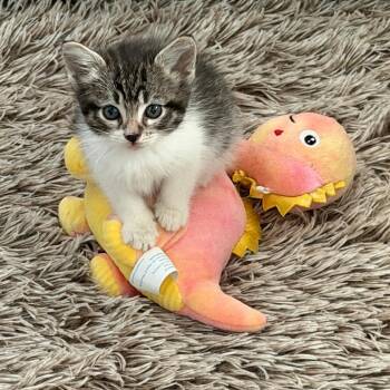 Domestic Short Hair Cats Available for Adoption in Austin, Texas - Jumbo Shells 6 | PetCurious