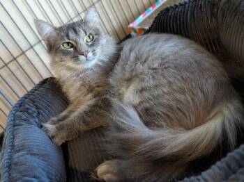 Gracie -  Domestic Medium Hair Cat for Adoption in North Richland Hills, Texas - Gracie | PetCurious