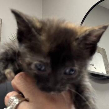 Tulip -  Domestic Short Hair Cat for Adoption in Midland, Texas - Tulip | PetCurious