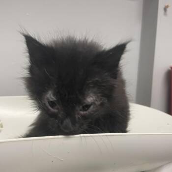 HomeLander -  Domestic Short Hair Cat for Adoption in Chattanooga, Tennessee - HomeLander | PetCurious