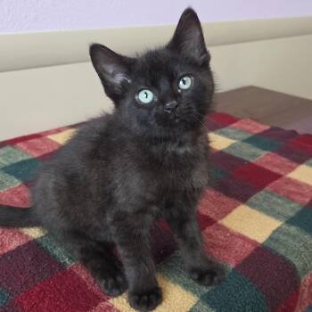 Helsinki -  Domestic Short Hair Cat for Adoption in Marshfield, Wisconsin - Helsinki | PetCurious