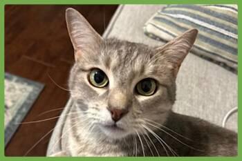 Domestic Short Hair Cats Available for Adoption in Amherst, Massachusetts - Dusty | PetCurious