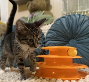 Rescue Snowshoe Cats for Adoption in Waxahachie, Texas - Delilah | PetCurious