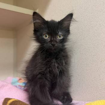 Gandhi -  Domestic Short Hair Cat for Adoption in Hudson, New York - Gandhi | PetCurious