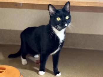 Ruthie -  Domestic Short Hair Cat for Adoption in Mission Viejo, California - Ruthie | PetCurious