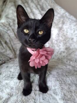 Domestic Medium Hair and Bombay Cats Available for Adoption in Yorba Linda, California - Topanga | PetCurious