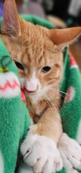 Biscuit -  Domestic Short Hair Cat for Adoption in Chicago, Illinois - Biscuit | PetCurious