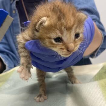 Tessa -  Domestic Short Hair Cat for Adoption in Chattanooga, Tennessee - Tessa | PetCurious