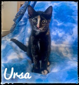 Ursa -  Domestic Short Hair Cat for Adoption in El Cajon, California - Ursa | PetCurious