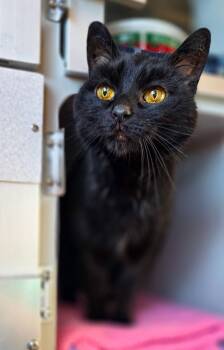 Domestic Short Hair Cats Available for Adoption in Sterling Heights, Michigan - Murphy | PetCurious