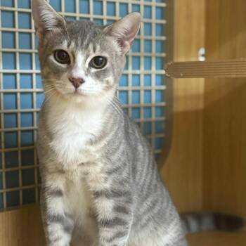 Rescue Domestic Short Hair Cats for Adoption in Fort Lauderdale, Florida - Grey. | PetCurious