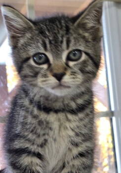 Rescue Tabby and Domestic Short Hair Cats for Adoption in Georgetown, Kentucky - Kazoo | PetCurious
