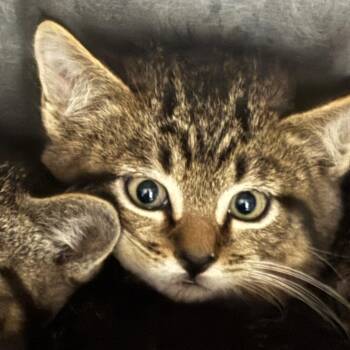 Domestic Short Hair Cats Available for Adoption in Clanton, Alabama - Scout | PetCurious