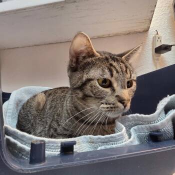 Domestic Short Hair Cats Available for Adoption - Jasmine | PetCurious