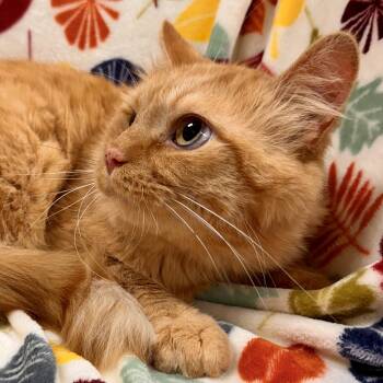 Rescue Domestic Medium Hair Cats for Adoption in Midland, Michigan - Yam | PetCurious