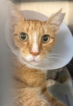 Domestic Short Hair Cats Available for Adoption in Honolulu, Hawaii - Kewalo | PetCurious