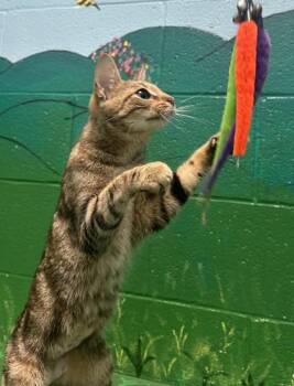 Mazi -  Domestic Short Hair Cat for Adoption in New Albany, Indiana - Mazi | PetCurious