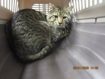 Domestic Medium Hair Cats Available for Adoption in Marietta, Georgia - (681) | PetCurious