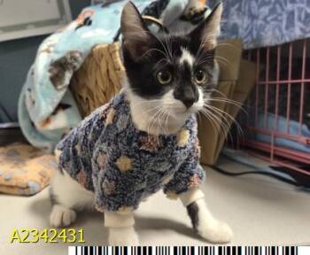 TOBY -  Domestic Short Hair Cat for Adoption in West Palm Beach, Florida - TOBY | PetCurious