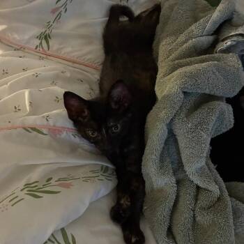 Monkey -  Domestic Short Hair Cat for Adoption in West Palm Beach, Florida - Monkey | PetCurious