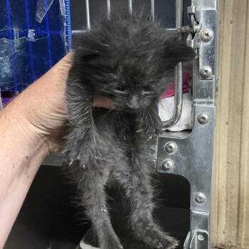 Oliver -  Domestic Medium Hair Cat for Adoption in Saint Joseph, Missouri - Oliver | PetCurious