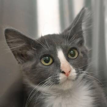 Stormy -  Domestic Medium Hair Cat for Adoption in Ottawa, Kansas - Stormy | PetCurious
