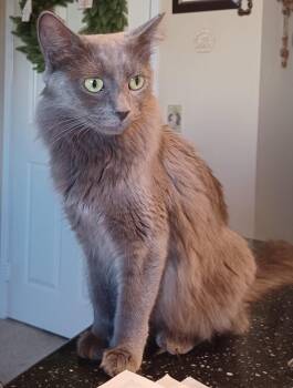 Domestic Short Hair Cats Available for Adoption - Sarah | PetCurious