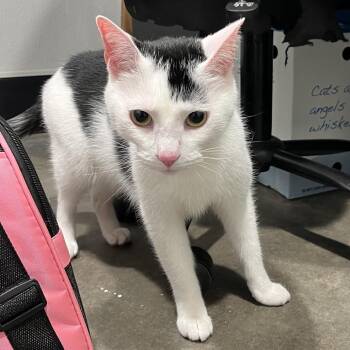 Kiki -  Domestic Short Hair Cat for Adoption in Tampa, Florida - Kiki | PetCurious