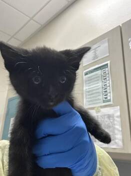 LUCIPURR -  Domestic Medium Hair and Domestic Short Hair Cat for Adoption in Las Vegas, Nevada - LUCIPURR | PetCurious