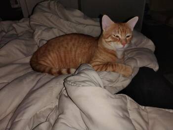 Rescue American Shorthair Cats for Adoption in Murrells Inlet, South Carolina - Kiki | PetCurious