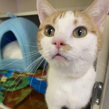 Fanta -  Domestic Short Hair Cat for Adoption in Westhampton, New York - Fanta | PetCurious