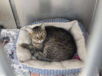 Big Mac -  Domestic Short Hair Cat for Adoption in East Providence, Rhode Island - Big Mac | PetCurious