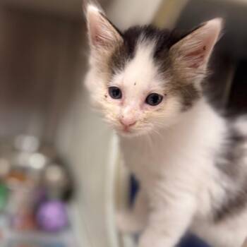 Spike -  Domestic Long Hair Cat for Adoption in Starkville, Mississippi - Spike | PetCurious