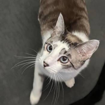 Atlas -  Domestic Short Hair Cat for Adoption in Long Beach, California - Atlas | PetCurious