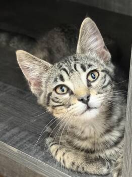 Preston -  Domestic Short Hair and Tabby Cat for Adoption in Houston, Texas - Preston | PetCurious