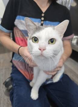 Rescue Domestic Short Hair Cats for Adoption in Dickson, Tennessee - Denali | PetCurious