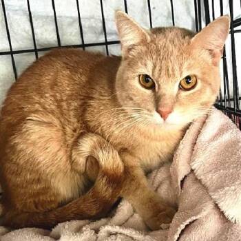 Tabby Cats Available for Adoption - Leo | PetCurious