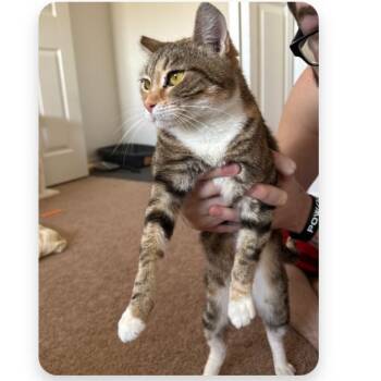 Jackie May -  Domestic Short Hair Cat for Adoption in Murray, Utah - Jackie May | PetCurious