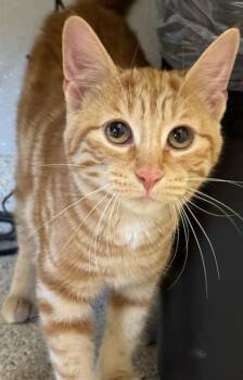 Gloria -  Domestic Short Hair Cat for Adoption in Lafayette, Indiana - Gloria | PetCurious