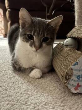Domestic Short Hair Cats Available for Adoption - Stella | PetCurious