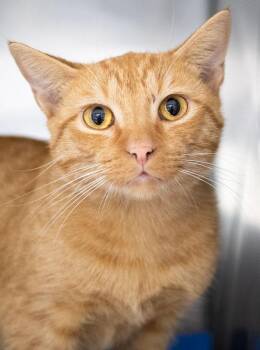 Donatello -  Domestic Short Hair Cat for Adoption in Monroe, Georgia - Donatello | PetCurious
