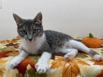 Rescue Domestic Short Hair Cats for Adoption in Red Wing, Minnesota - Nubbins | PetCurious